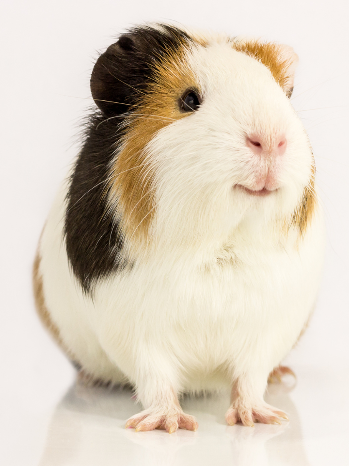 Guinea Pig
