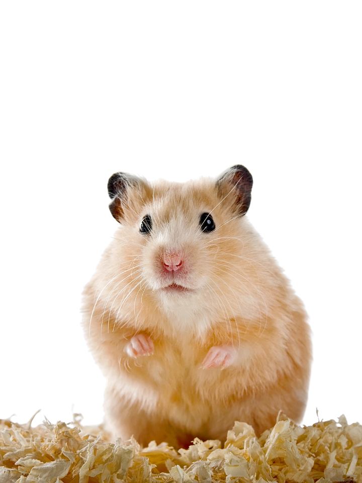 Hamster